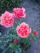 Наталья Петровна раздел: , оригинальная парфюмерия Распив Харківська область